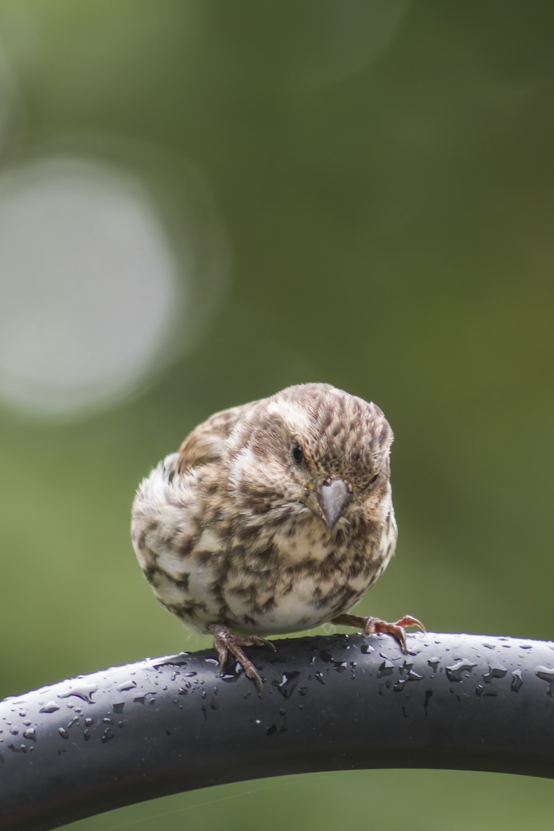Purple Finch - ML644112526