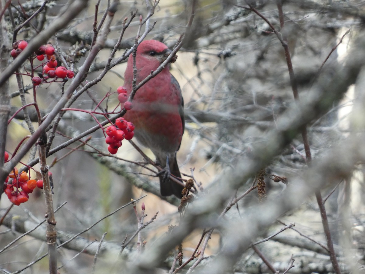 Pine Grosbeak - ML644112527