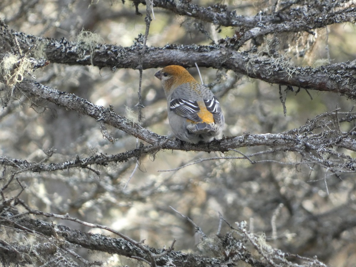 Pine Grosbeak - ML644112528