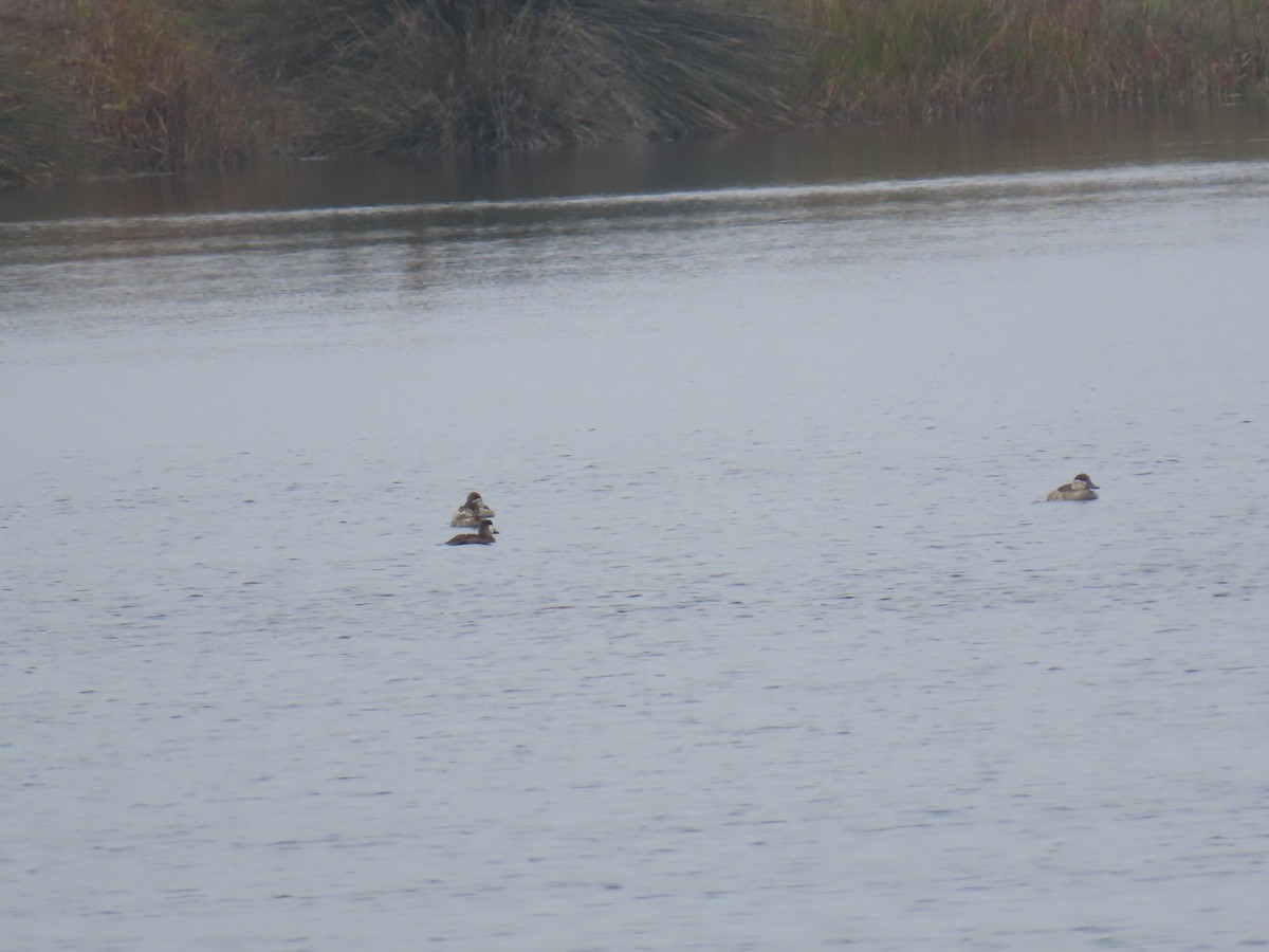 Ruddy Duck - ML644112529