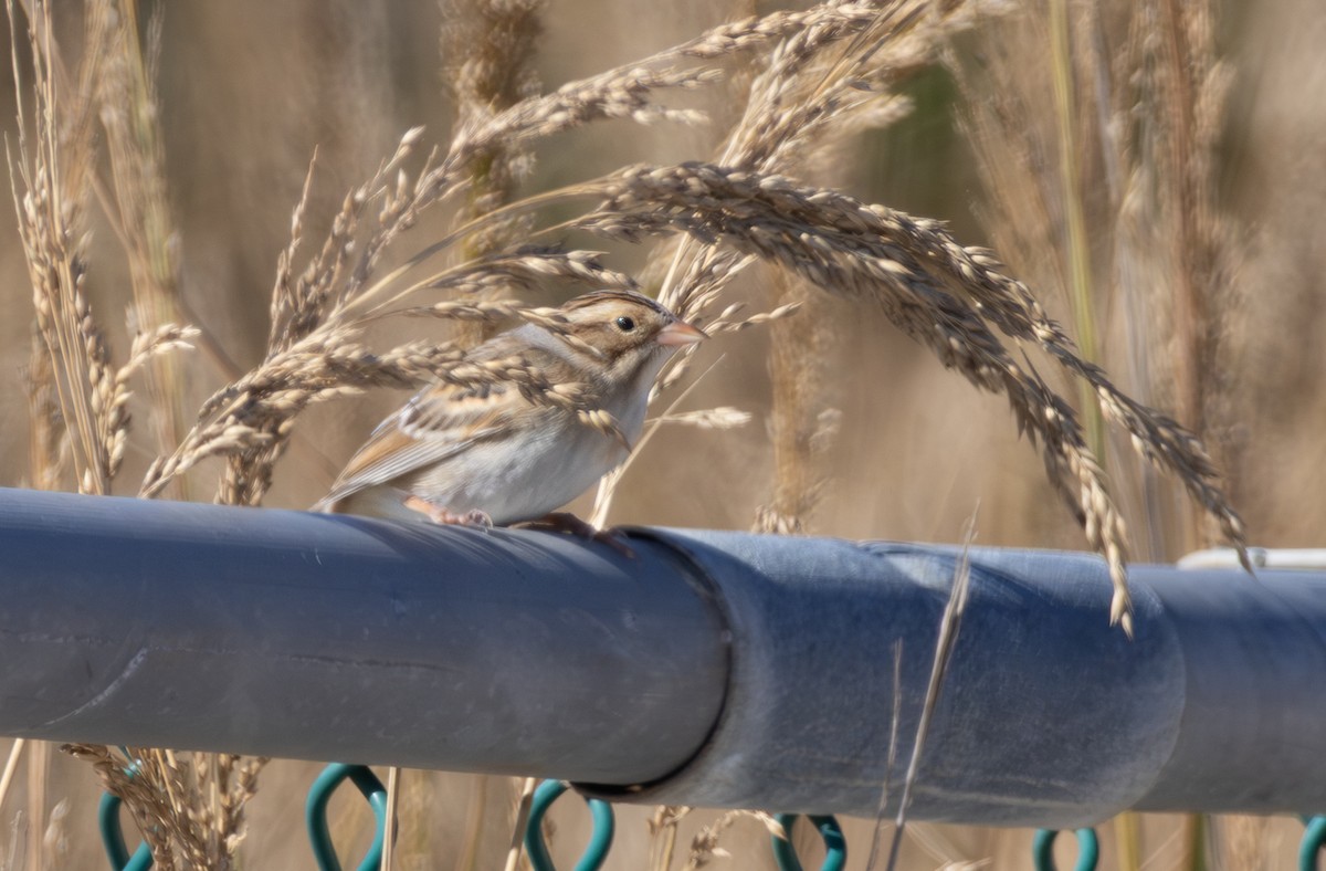 Clay-colored Sparrow - ML644112531