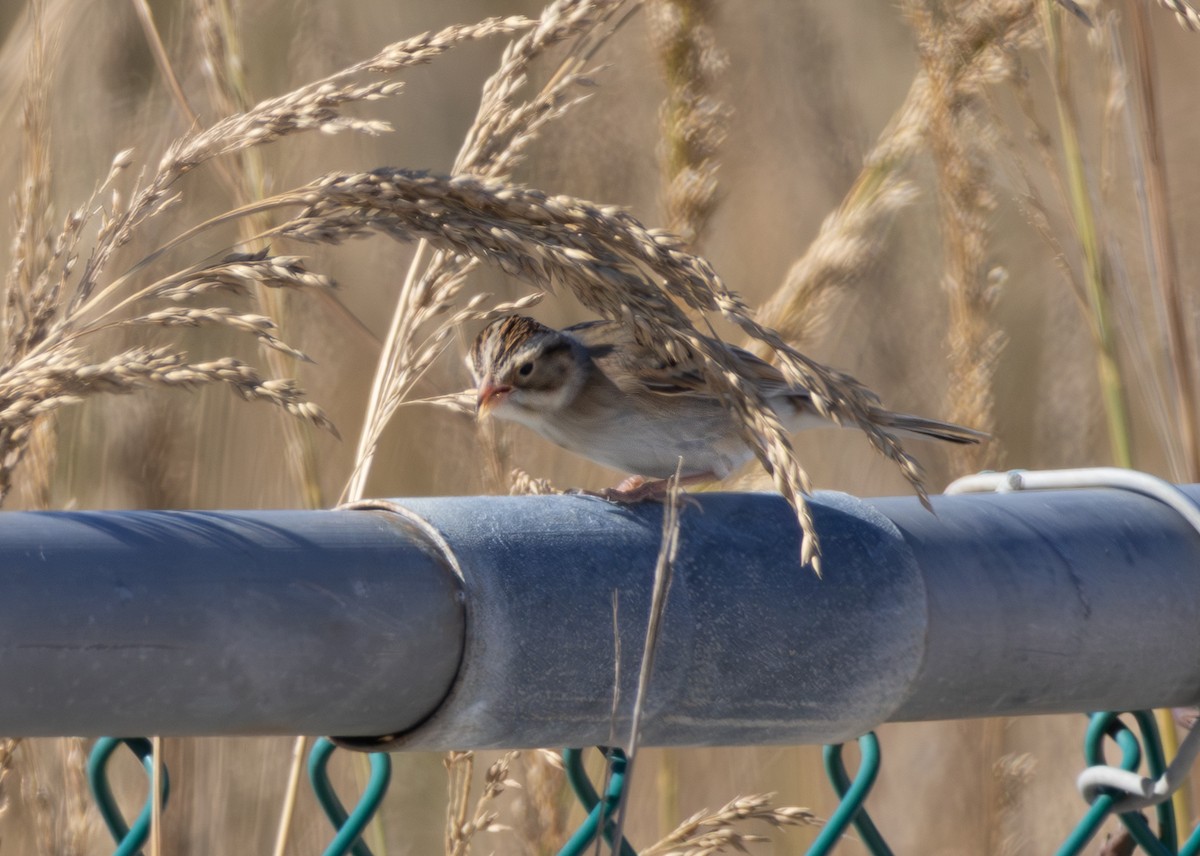 Clay-colored Sparrow - ML644112532