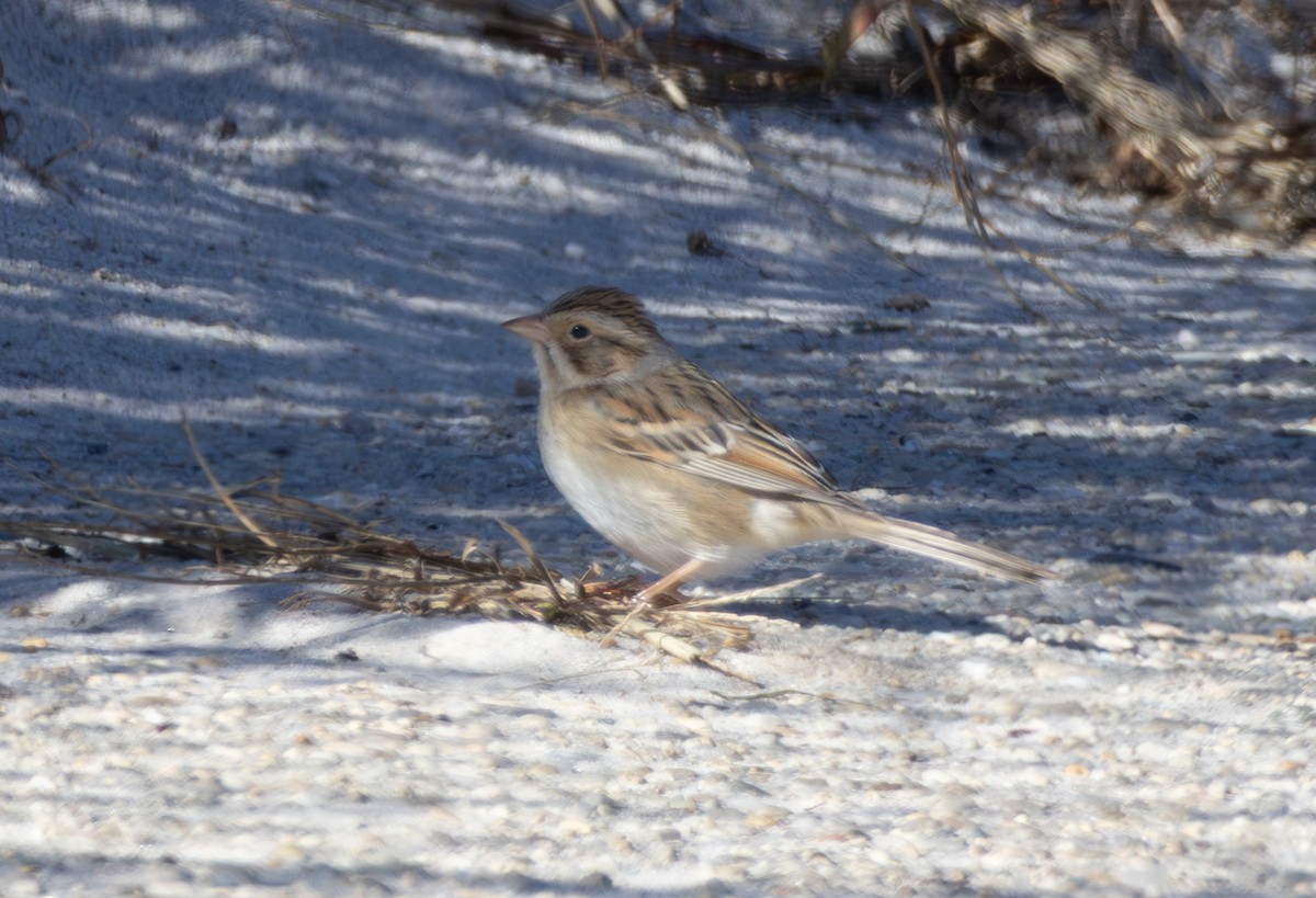 Clay-colored Sparrow - ML644112533