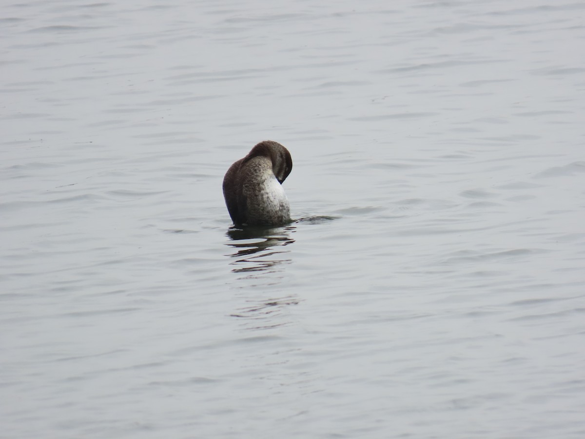 Ruddy Duck - ML644112535