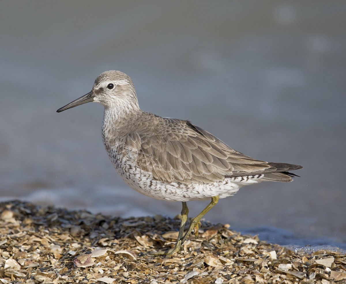 Red Knot - ML644112536