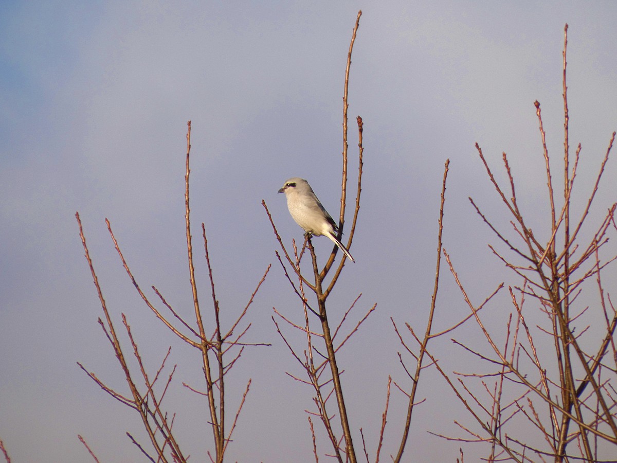 Northern Shrike - ML644112540