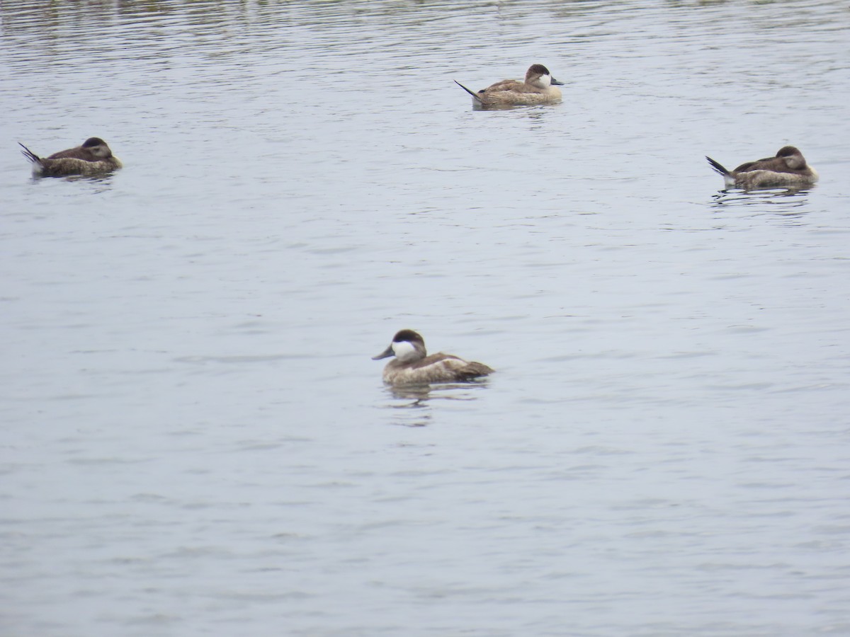 Ruddy Duck - ML644112543