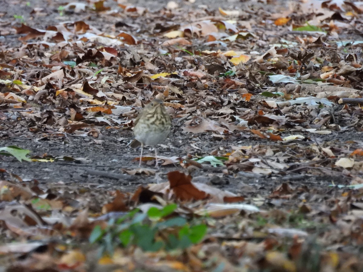 Hermit Thrush - ML644112545