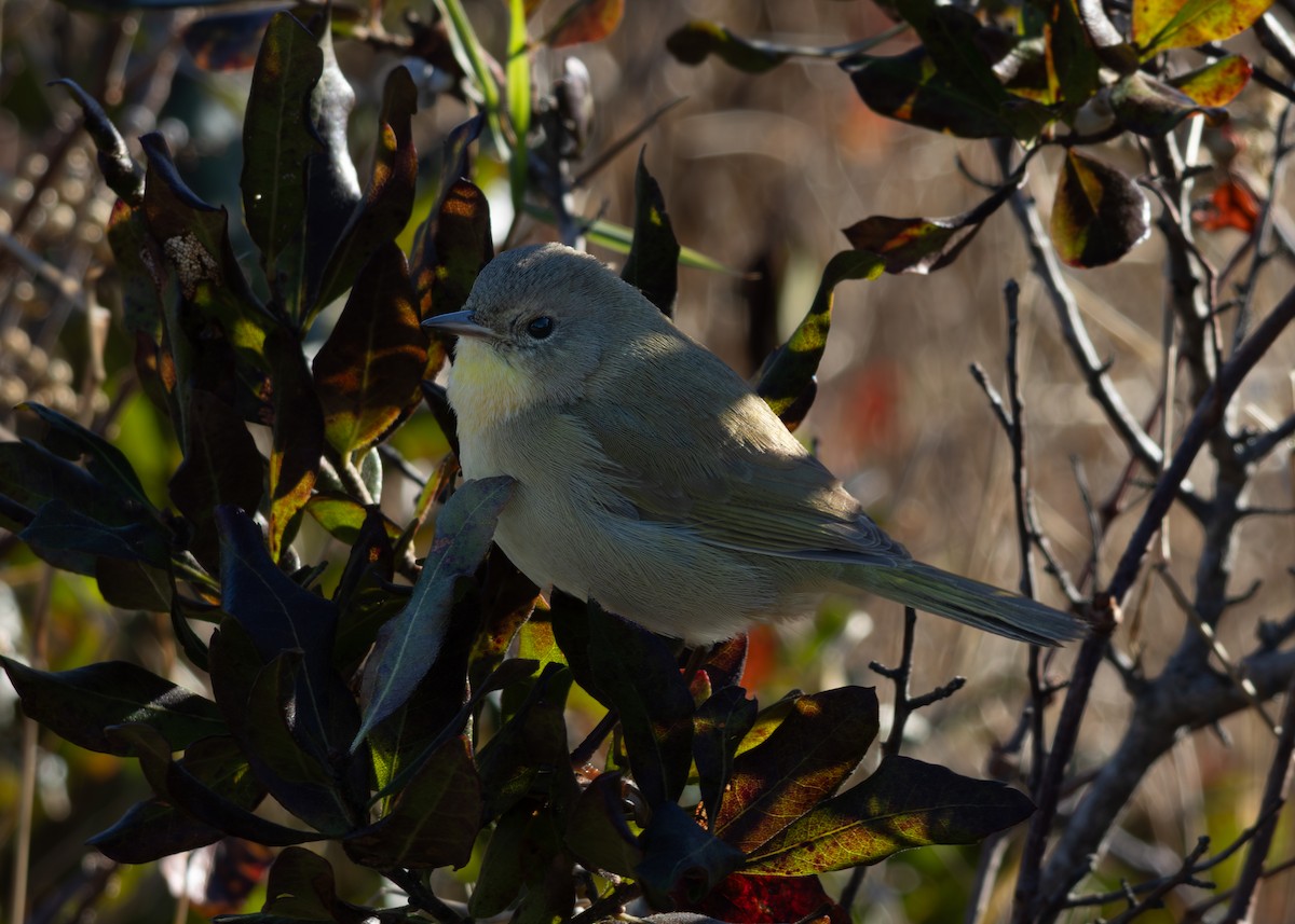Common Yellowthroat - ML644112546