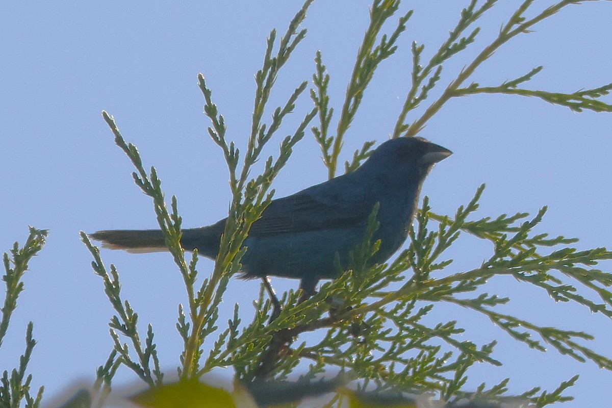 Indigo Bunting - ML644112548