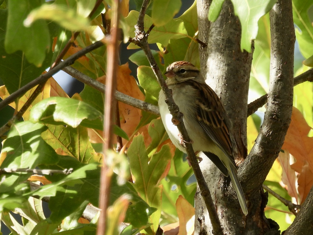 Chipping Sparrow - ML644112561