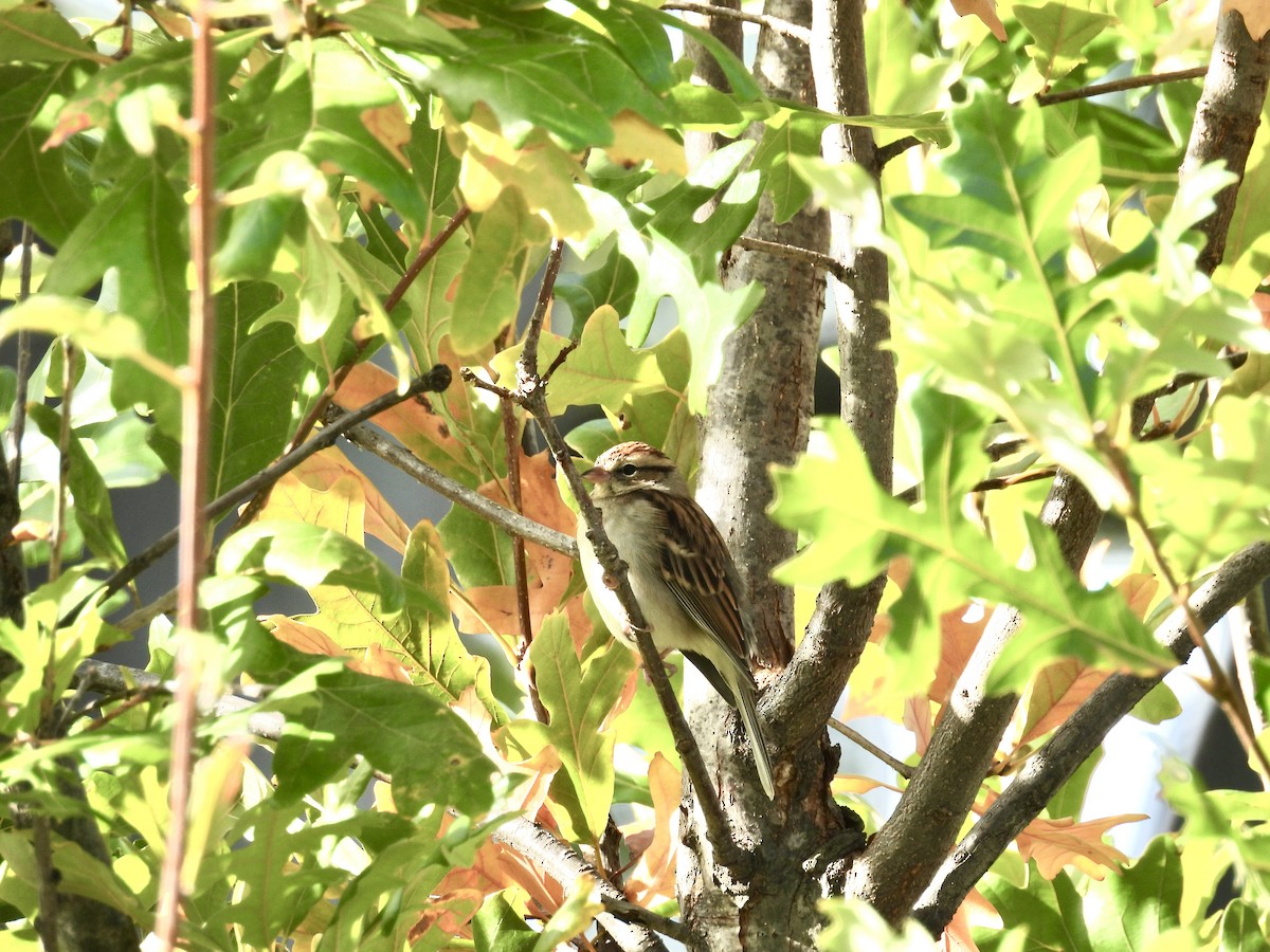 Chipping Sparrow - ML644112562
