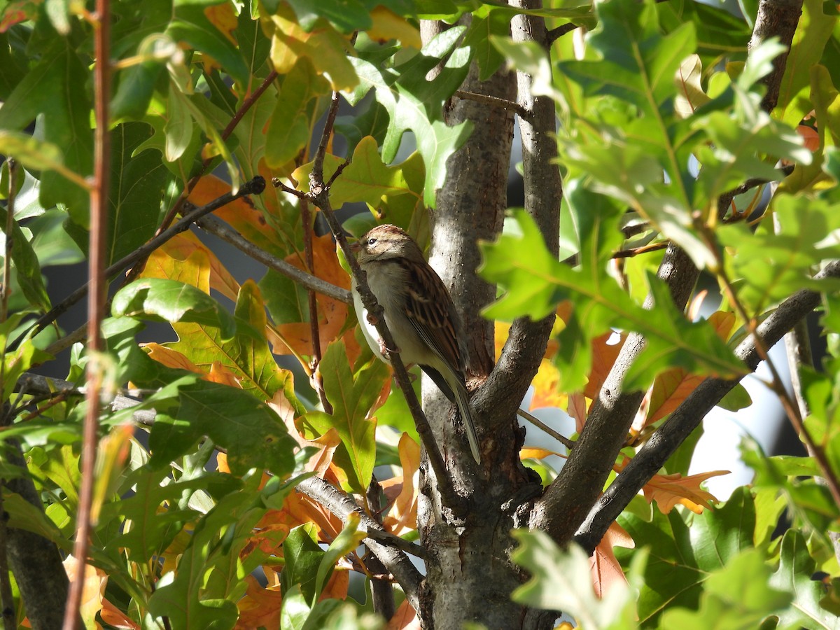 Chipping Sparrow - ML644112563