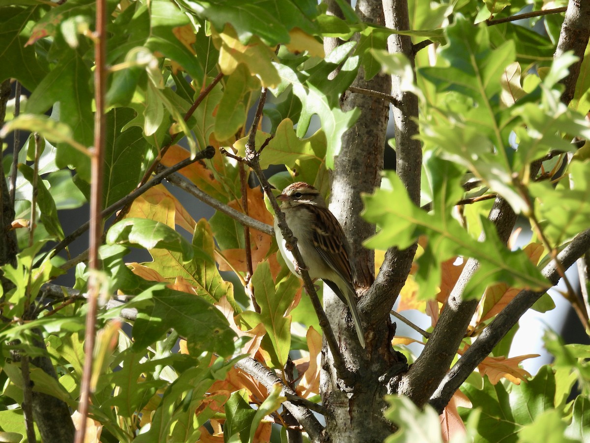Chipping Sparrow - ML644112564