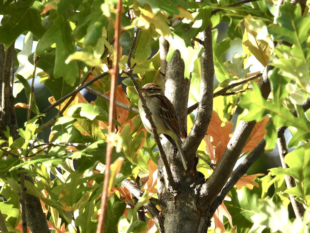 Chipping Sparrow - ML644112565