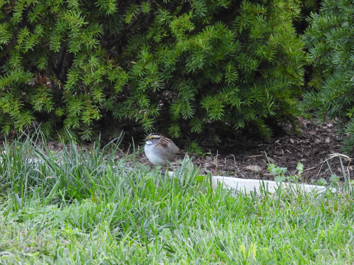 White-throated Sparrow - ML644112576