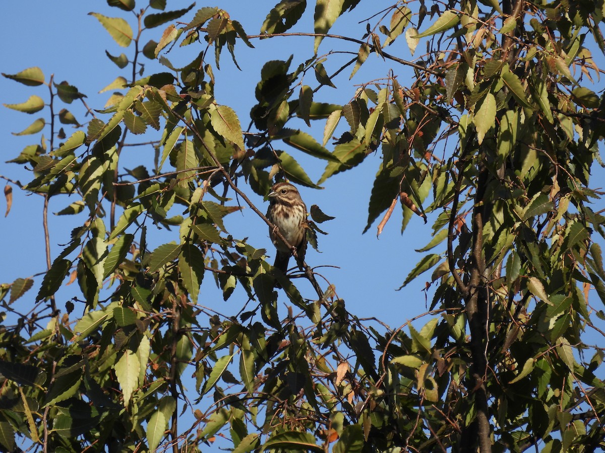 Song Sparrow - ML644112604