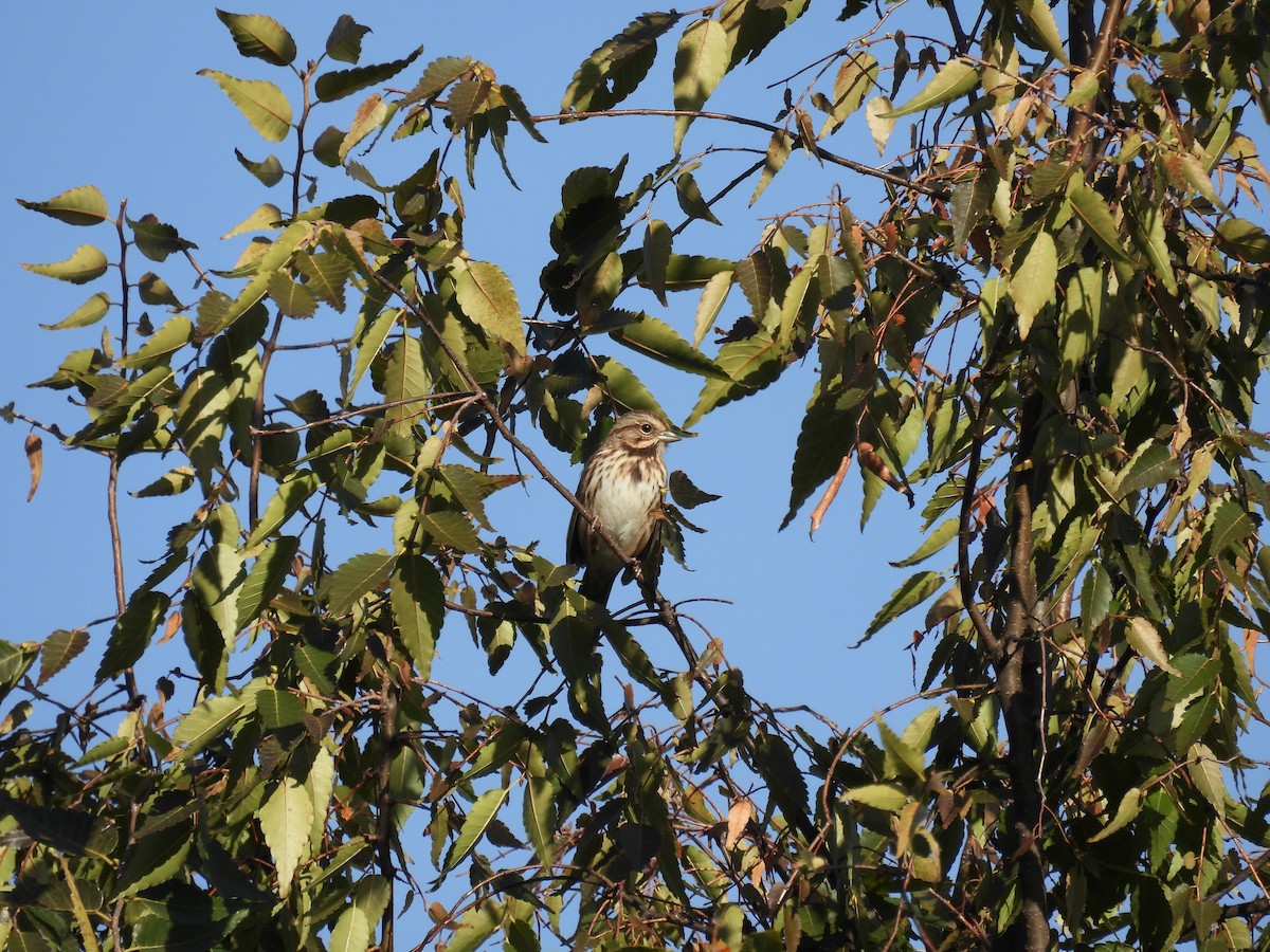 Song Sparrow - ML644112605