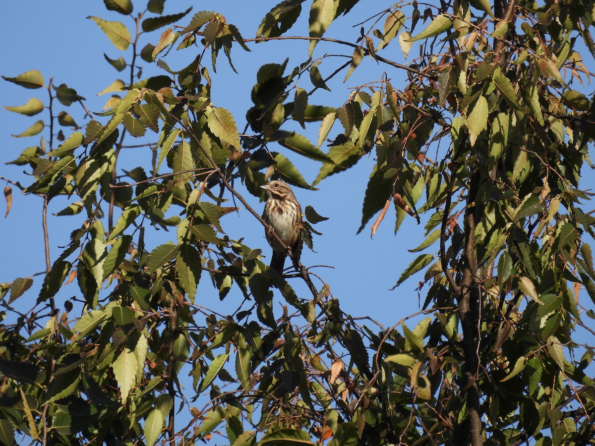 Song Sparrow - ML644112606