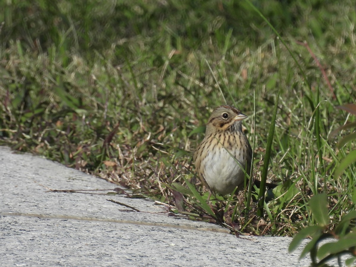 Lincoln's Sparrow - ML644112623