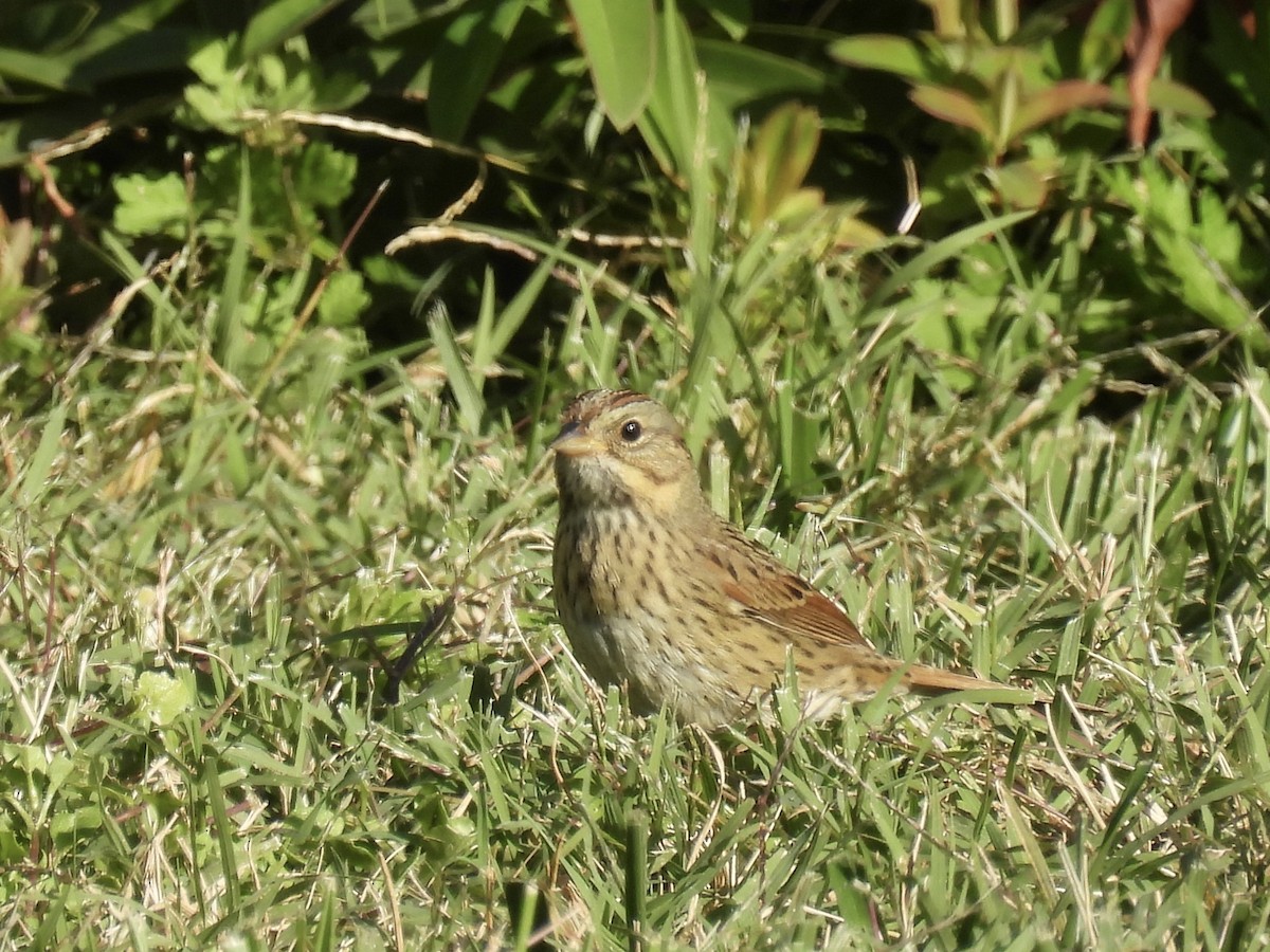 Lincoln's Sparrow - ML644112624