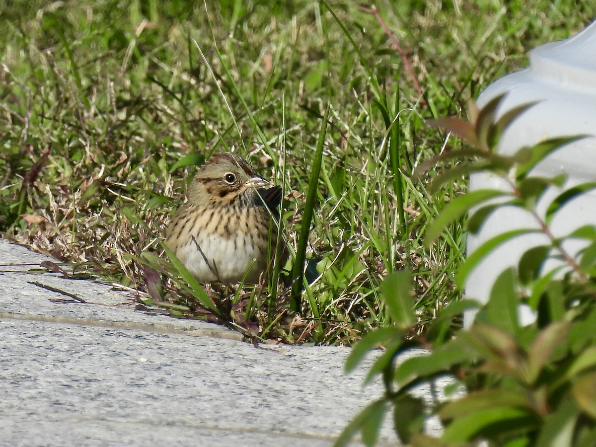 Lincoln's Sparrow - ML644112625