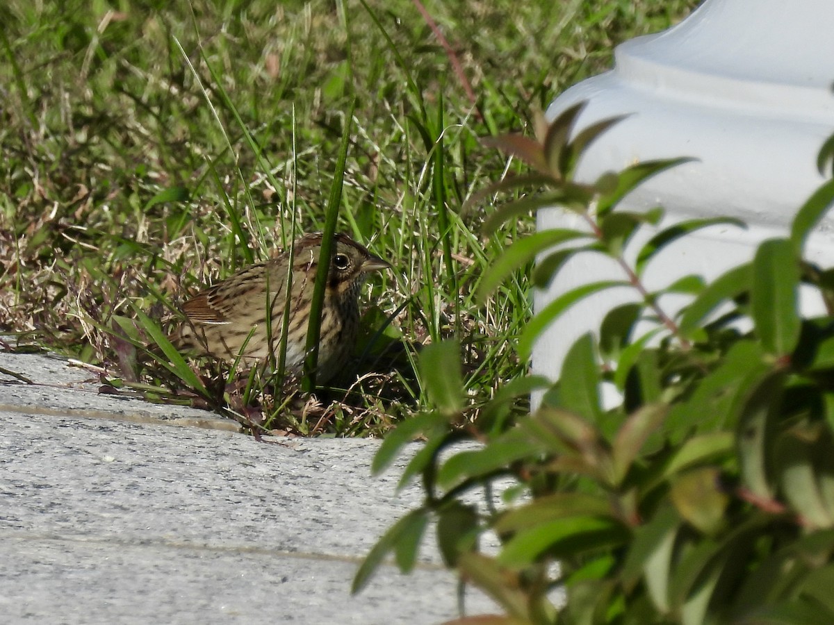 Lincoln's Sparrow - ML644112626