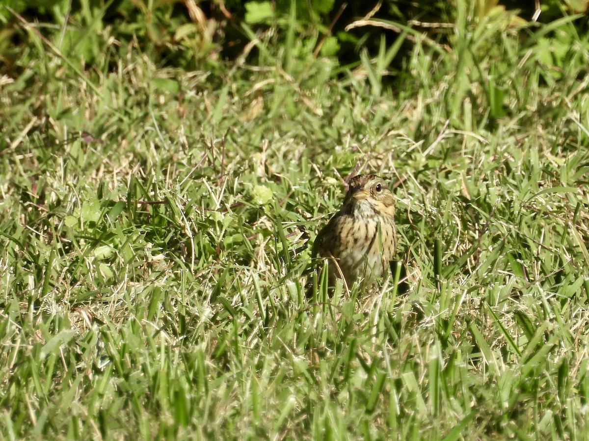 Lincoln's Sparrow - ML644112627