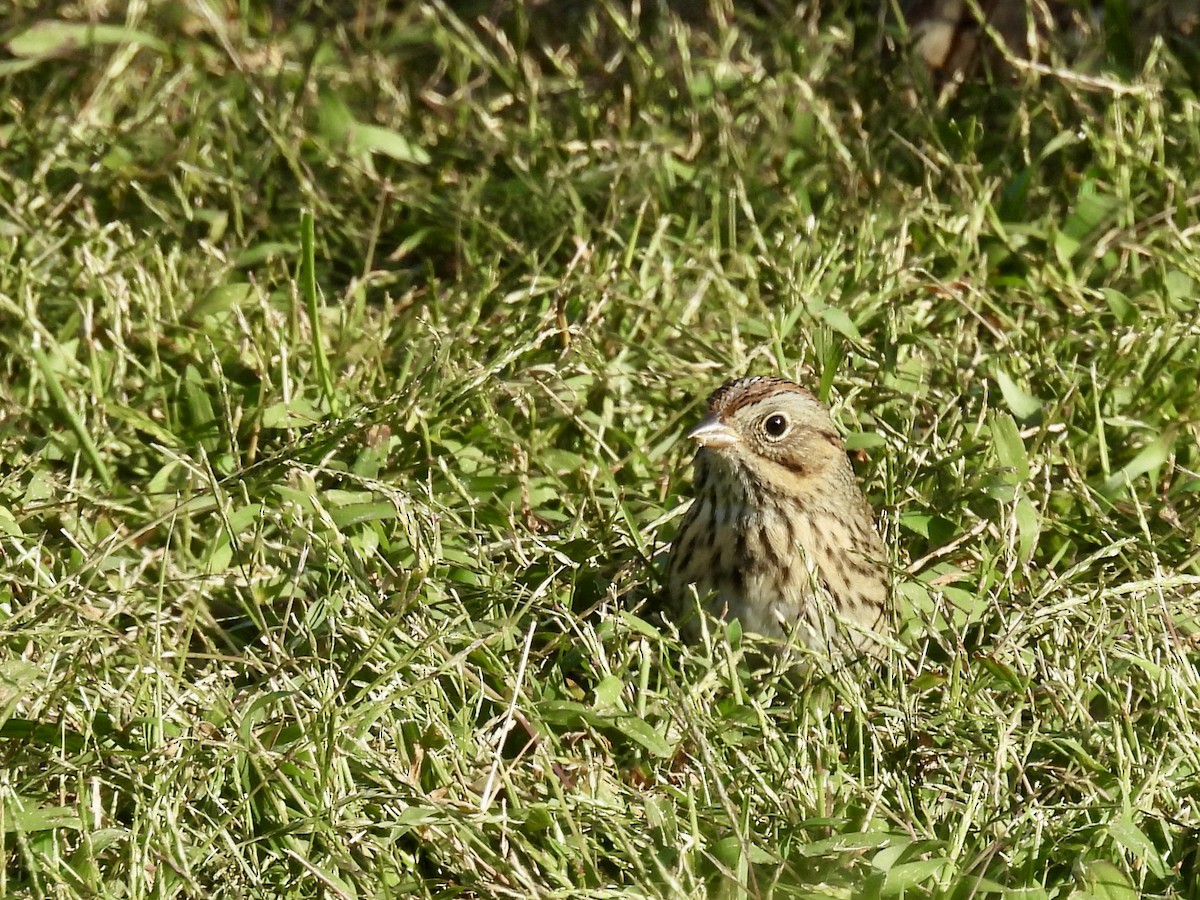 Lincoln's Sparrow - ML644112628