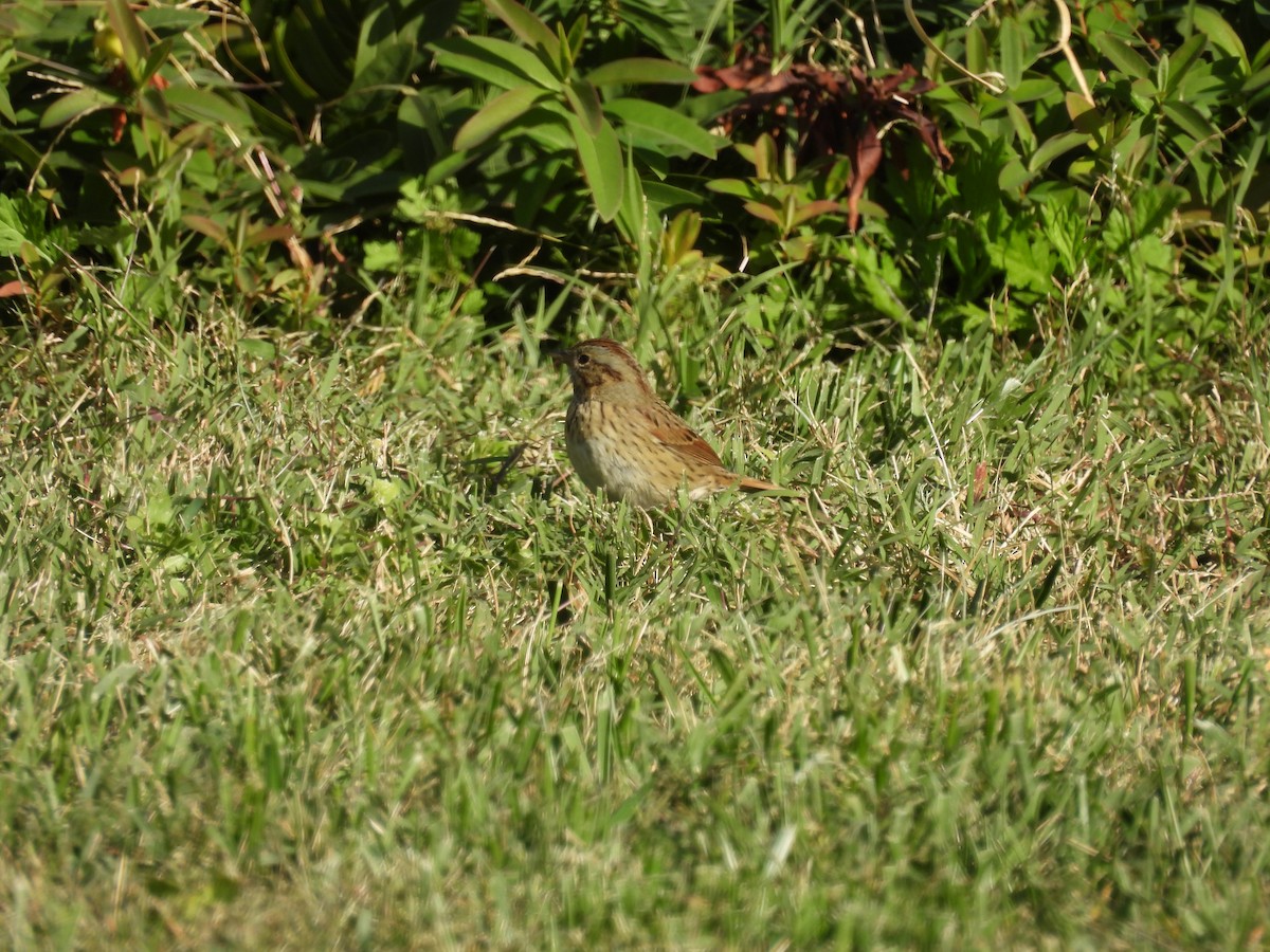 Lincoln's Sparrow - ML644112629