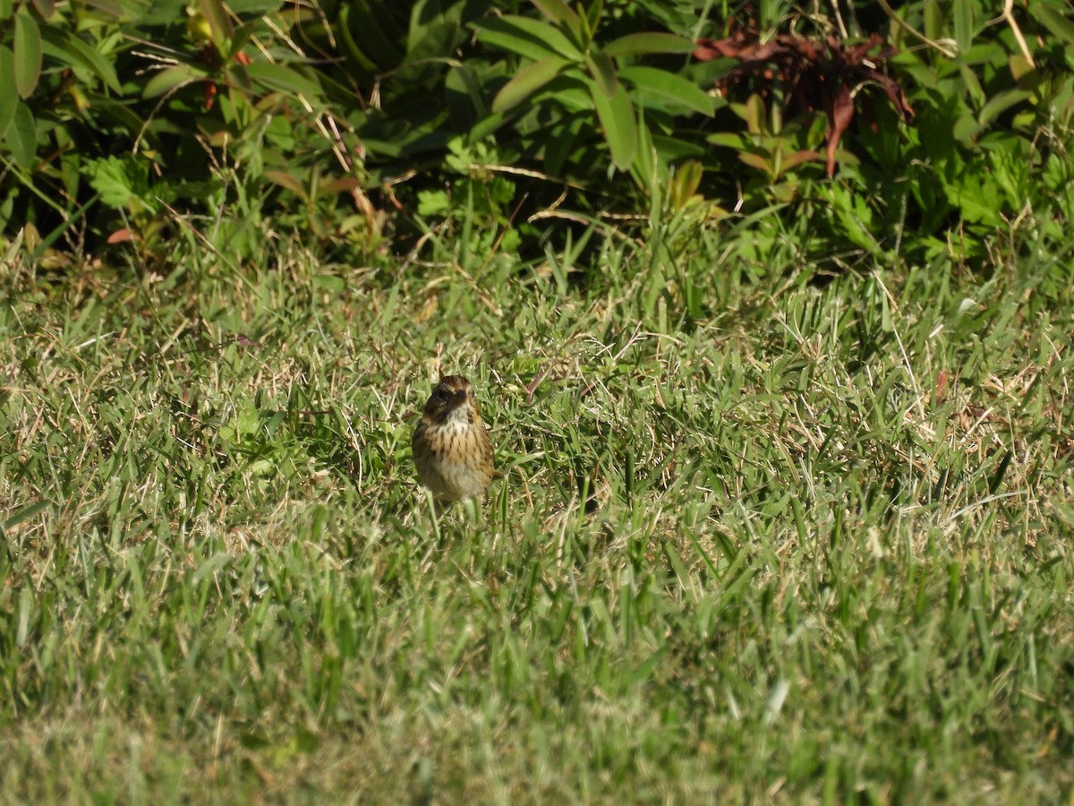 Lincoln's Sparrow - ML644112630