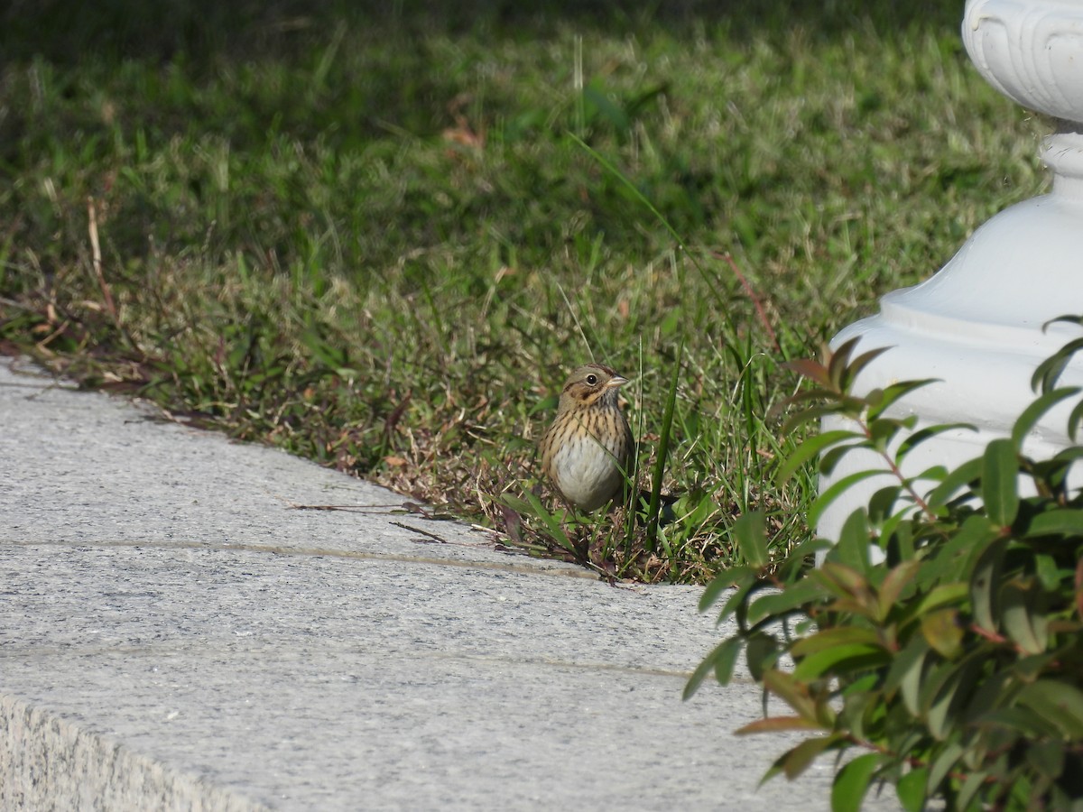 Lincoln's Sparrow - ML644112631