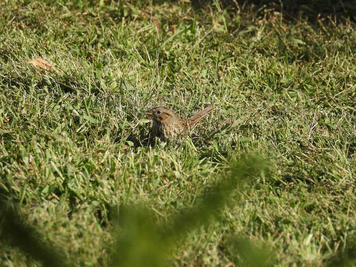 Lincoln's Sparrow - ML644112632