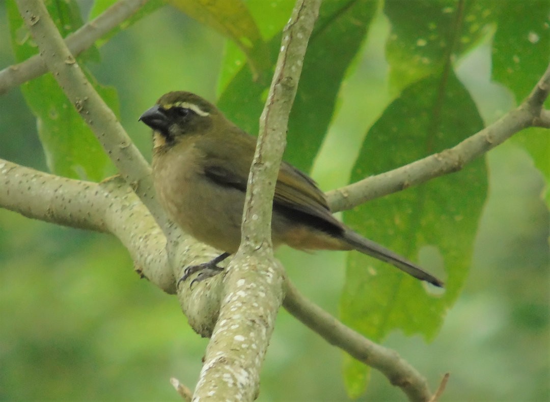 ハシブトイカル - ML644112637