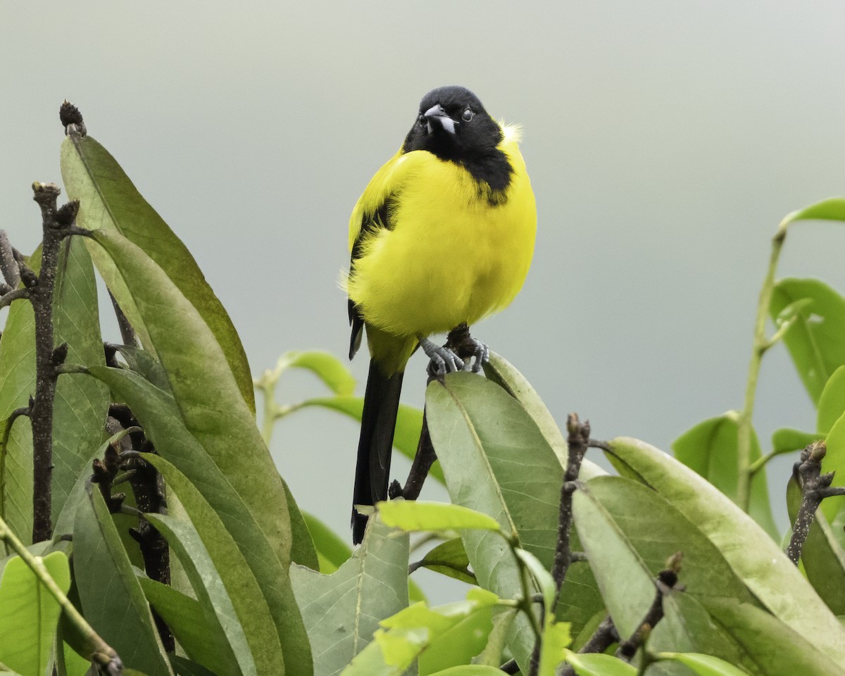 Audubon's Oriole (Dickey's) - ML644112640