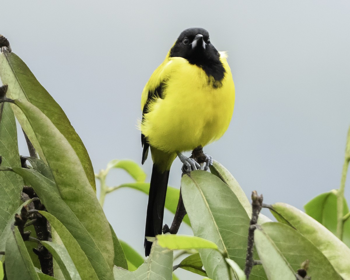 Audubon's Oriole (Dickey's) - ML644112641