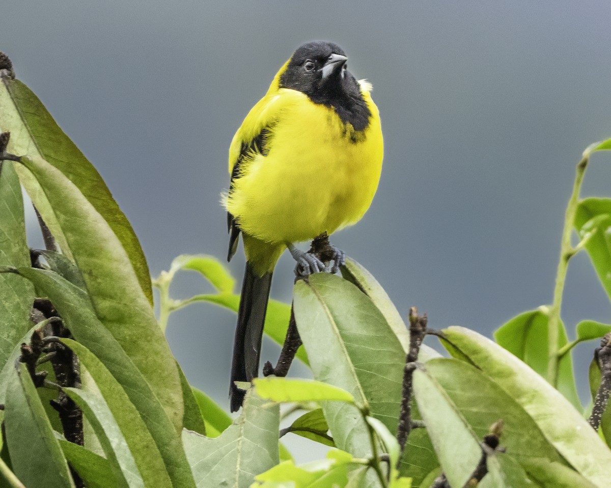 Audubon's Oriole (Dickey's) - ML644112642
