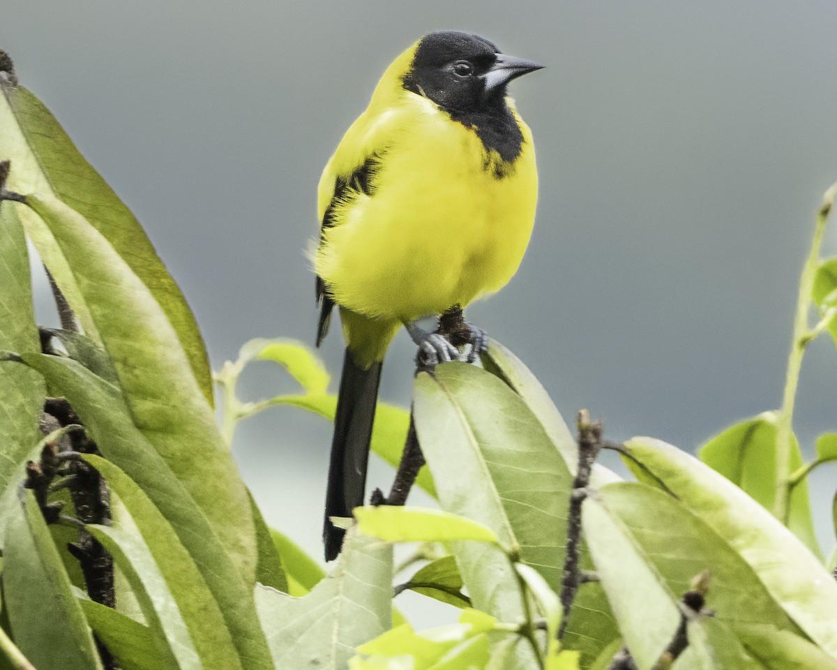 Audubon's Oriole (Dickey's) - ML644112643