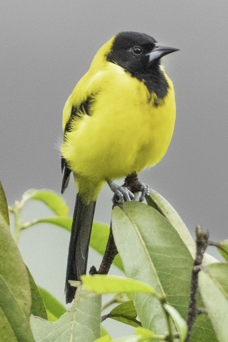 Audubon's Oriole (Dickey's) - ML644112644