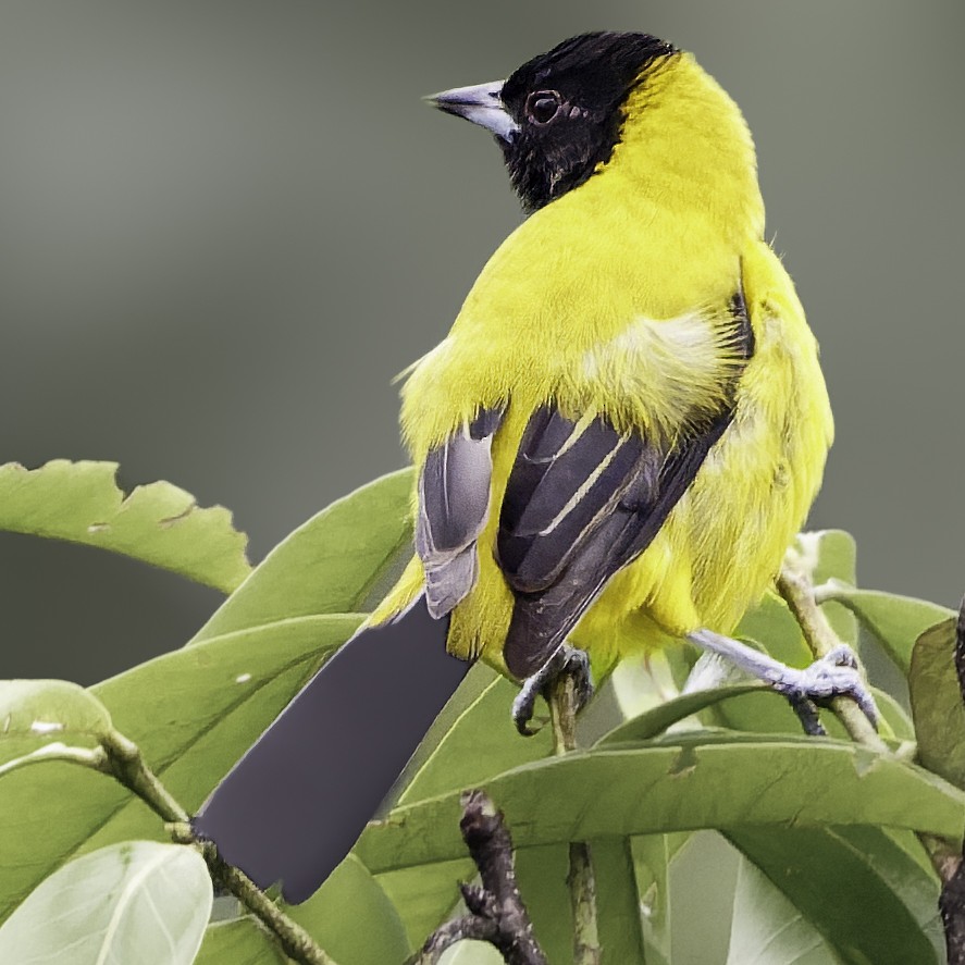 Audubon's Oriole (Dickey's) - ML644112645