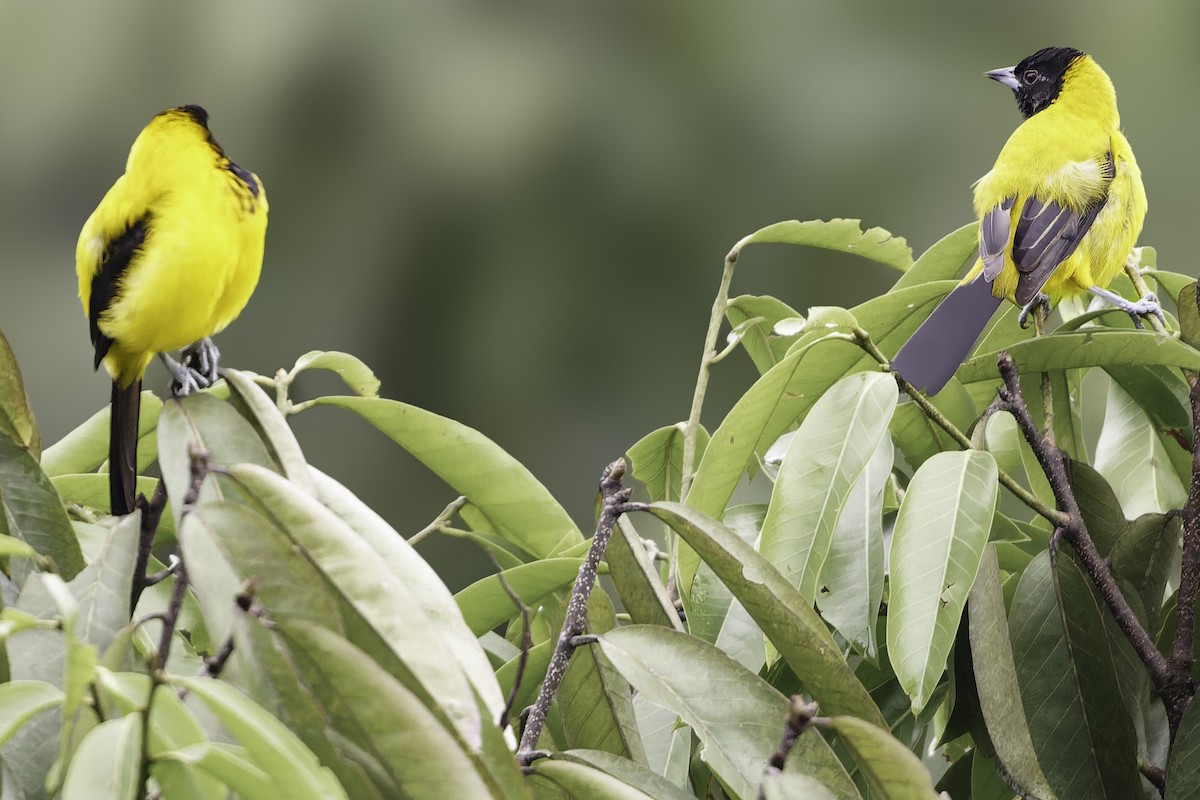 Audubon's Oriole (Dickey's) - ML644112646