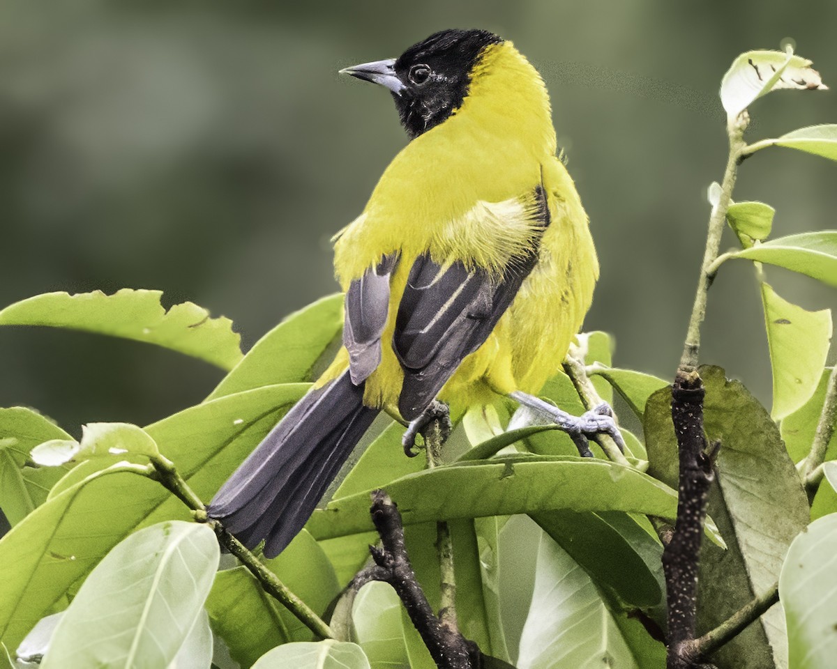 Audubon's Oriole (Dickey's) - ML644112647