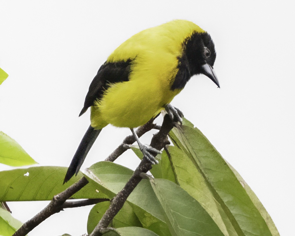 Audubon's Oriole (Dickey's) - ML644112648