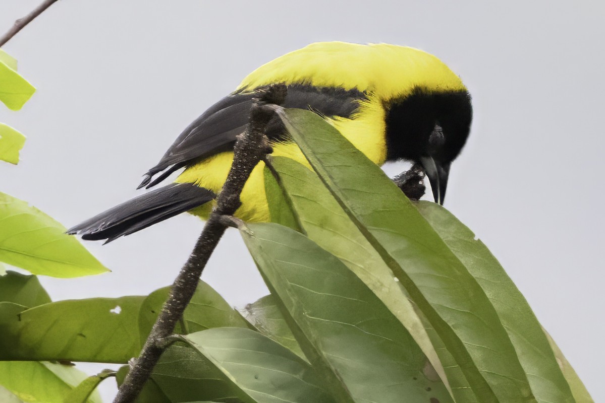 Audubon's Oriole (Dickey's) - ML644112649