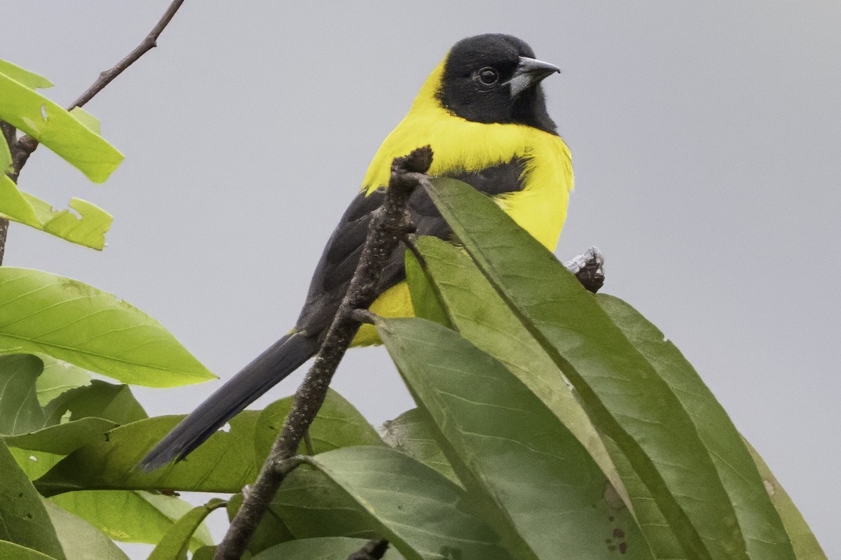 Audubon's Oriole (Dickey's) - ML644112650