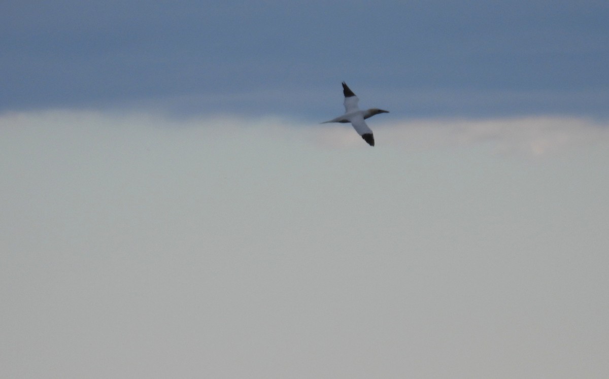 Northern Gannet - ML644112653