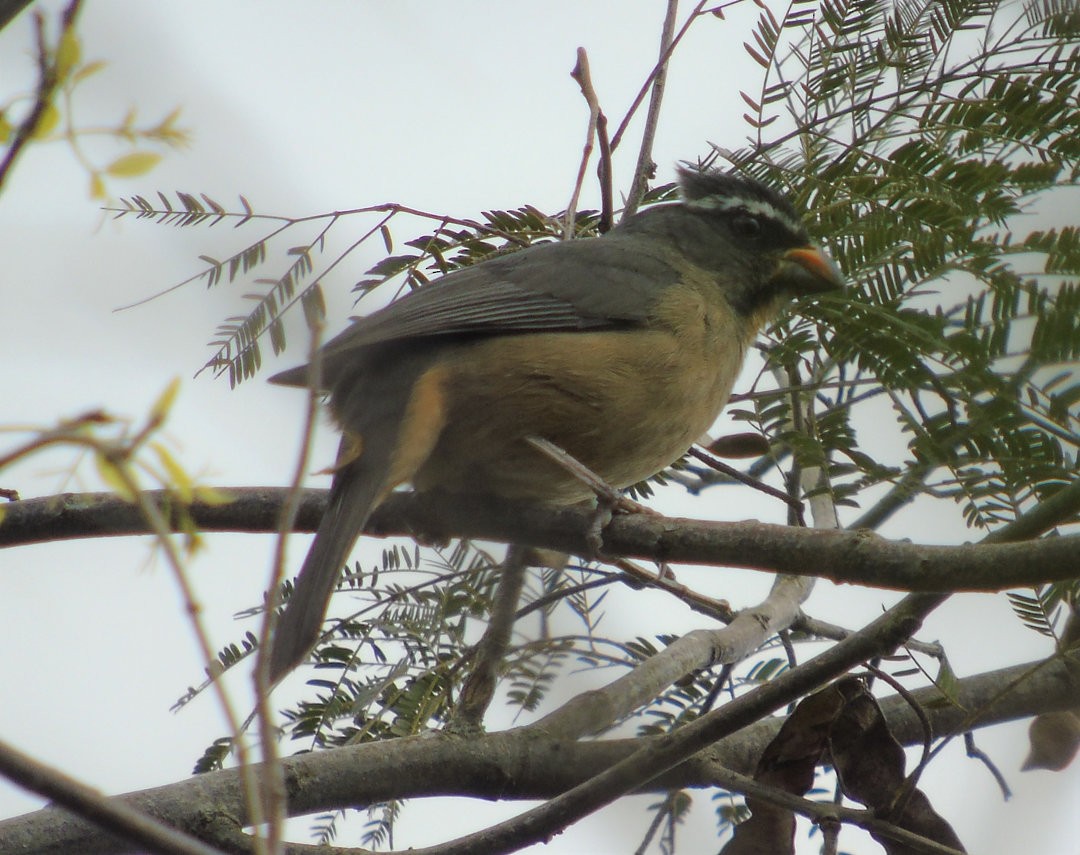ハシブトイカル - ML644112673