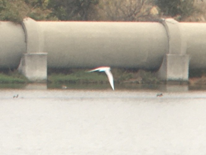 Forster's Tern - ML644112698