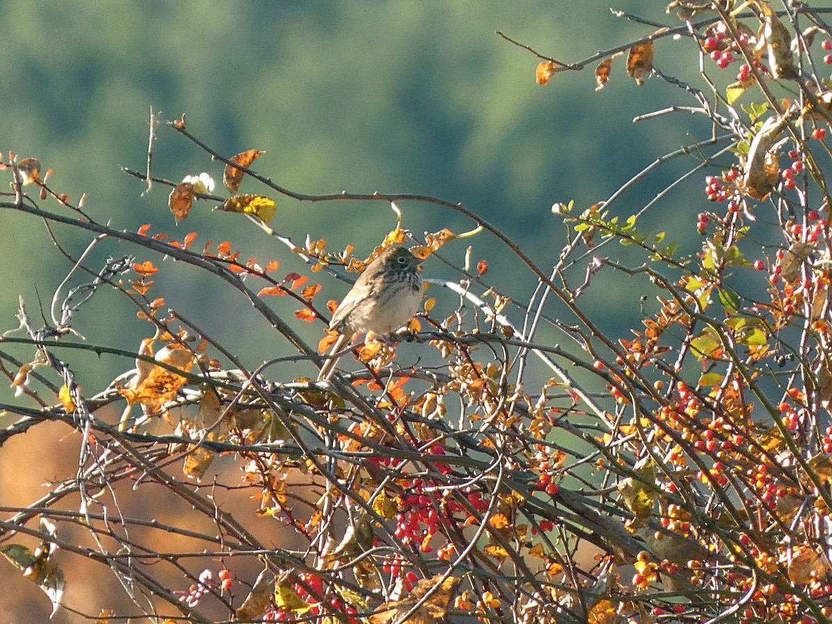 Vesper Sparrow - ML644112705