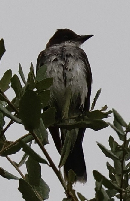Eastern Kingbird - ML644112716